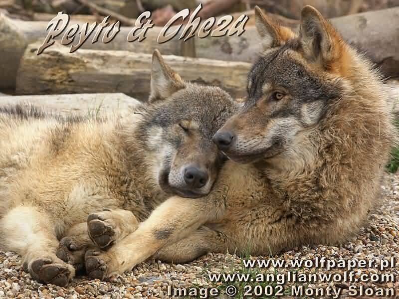 Two Wolves Resting — Brown