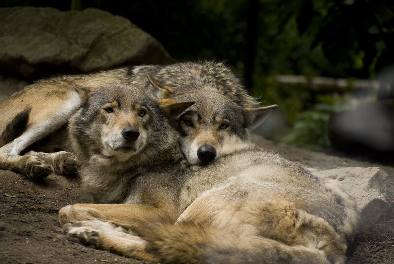 Two Wolves Resting — Gray, Calm, Photograph, Rocks