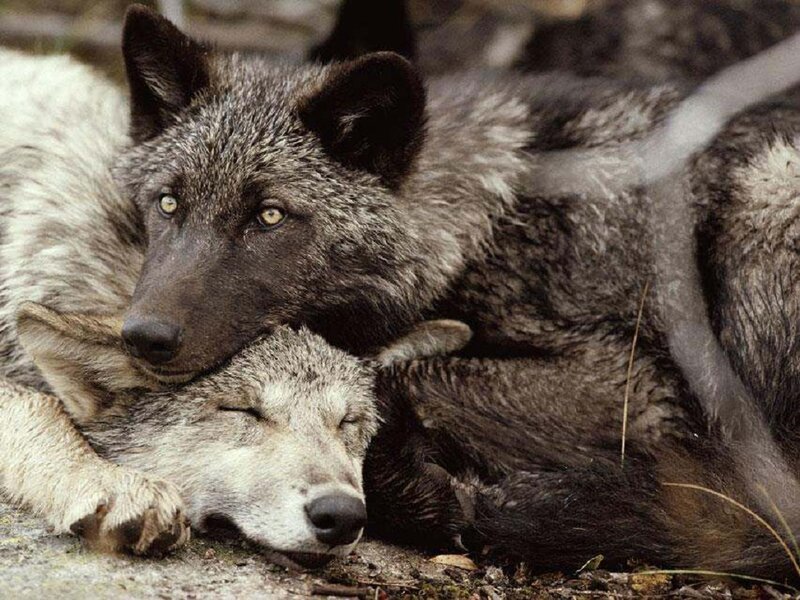 Two Wolves Resting — Gray, Calm, Photograph