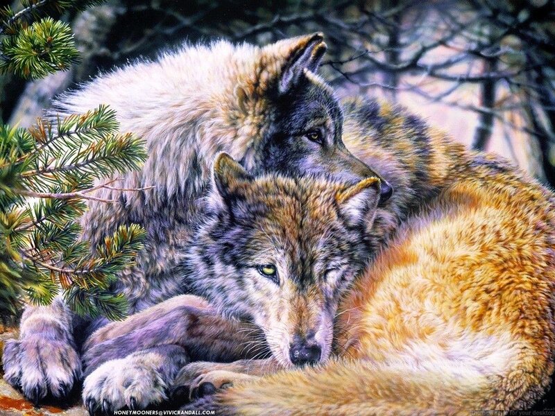 Two Wolves Resting — Gray, Peaceful