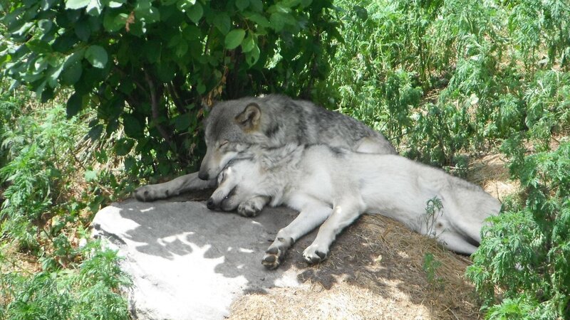 Two Wolves Resting — Green, Peaceful