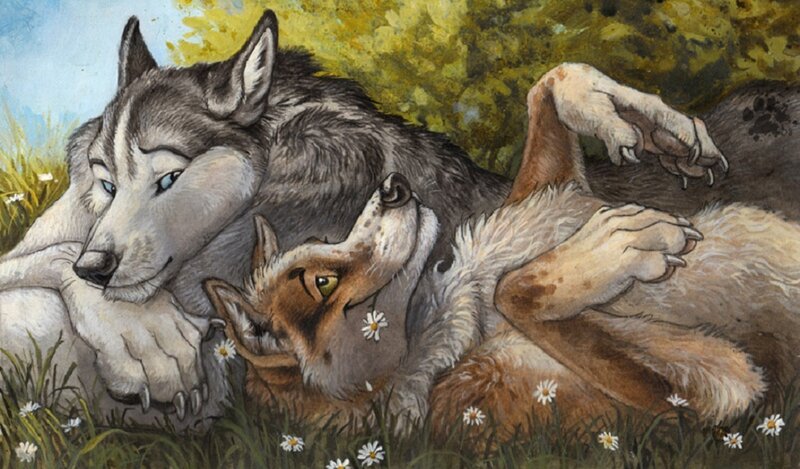 Two wolves resting in a field