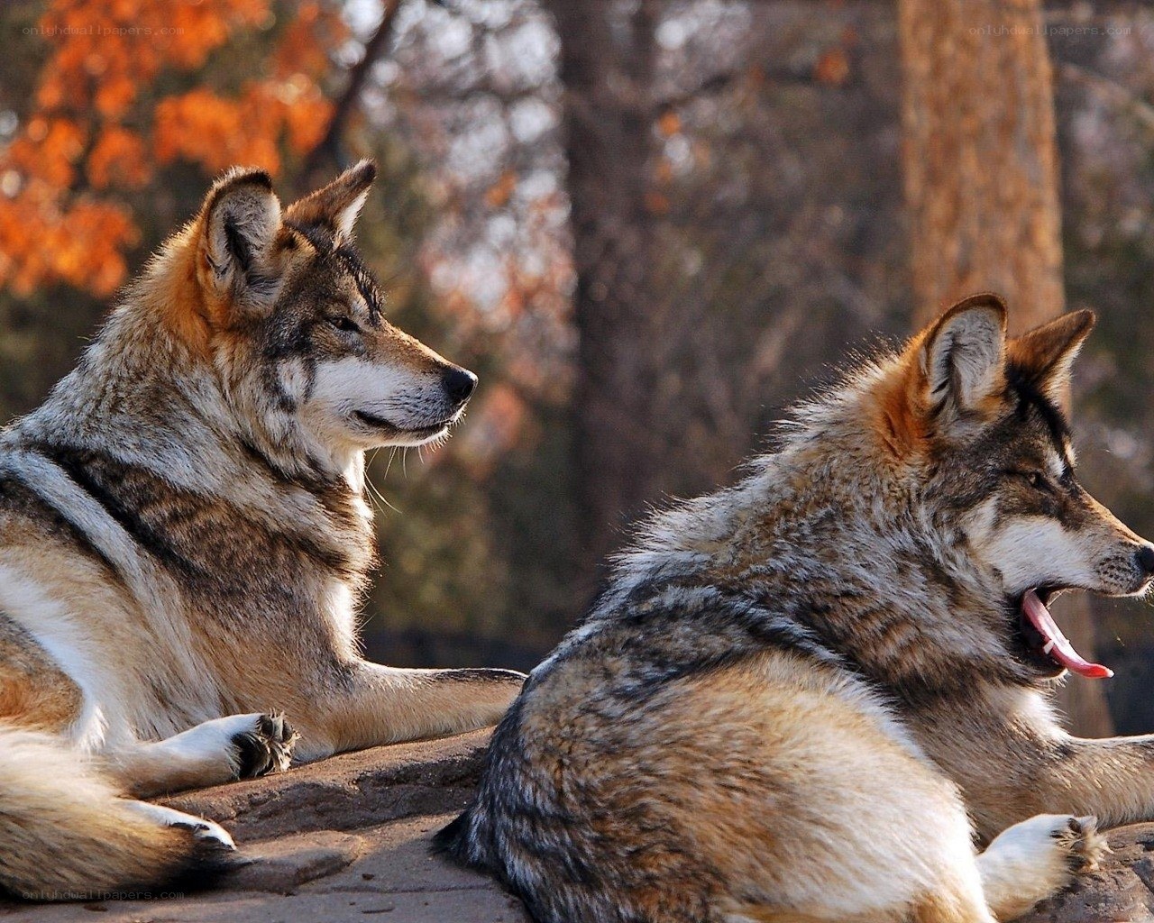 Two wolves resting in autumn