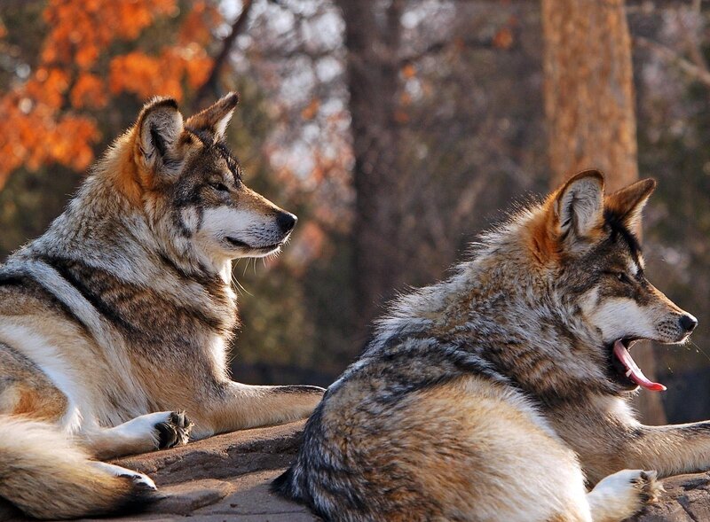 Two wolves resting in autumn