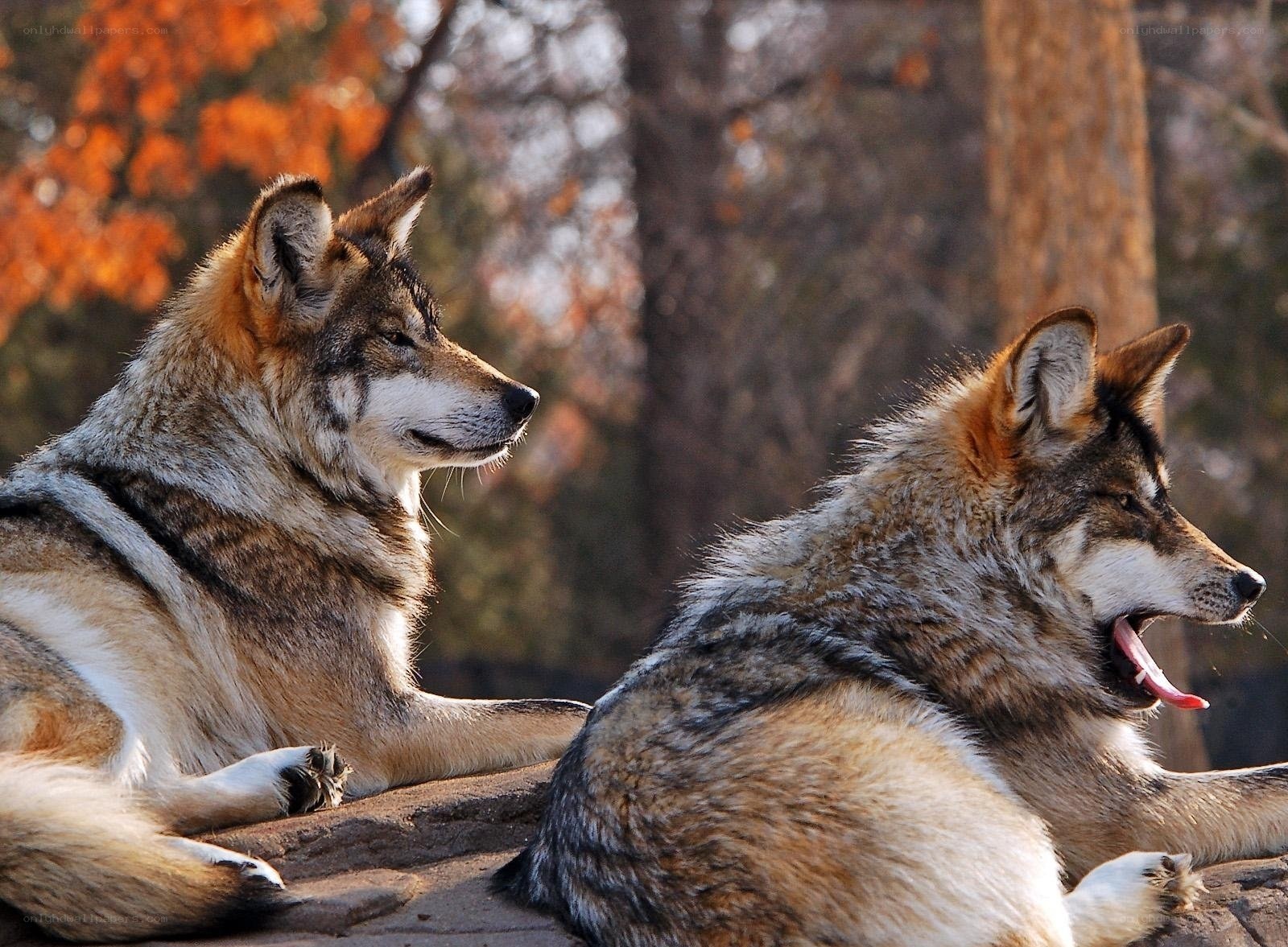 Two wolves resting in autumn