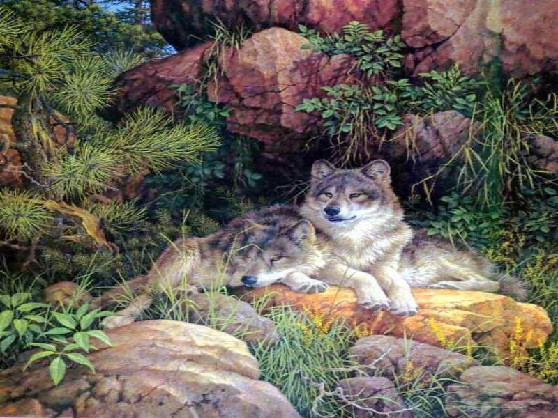 Two wolves resting in forest