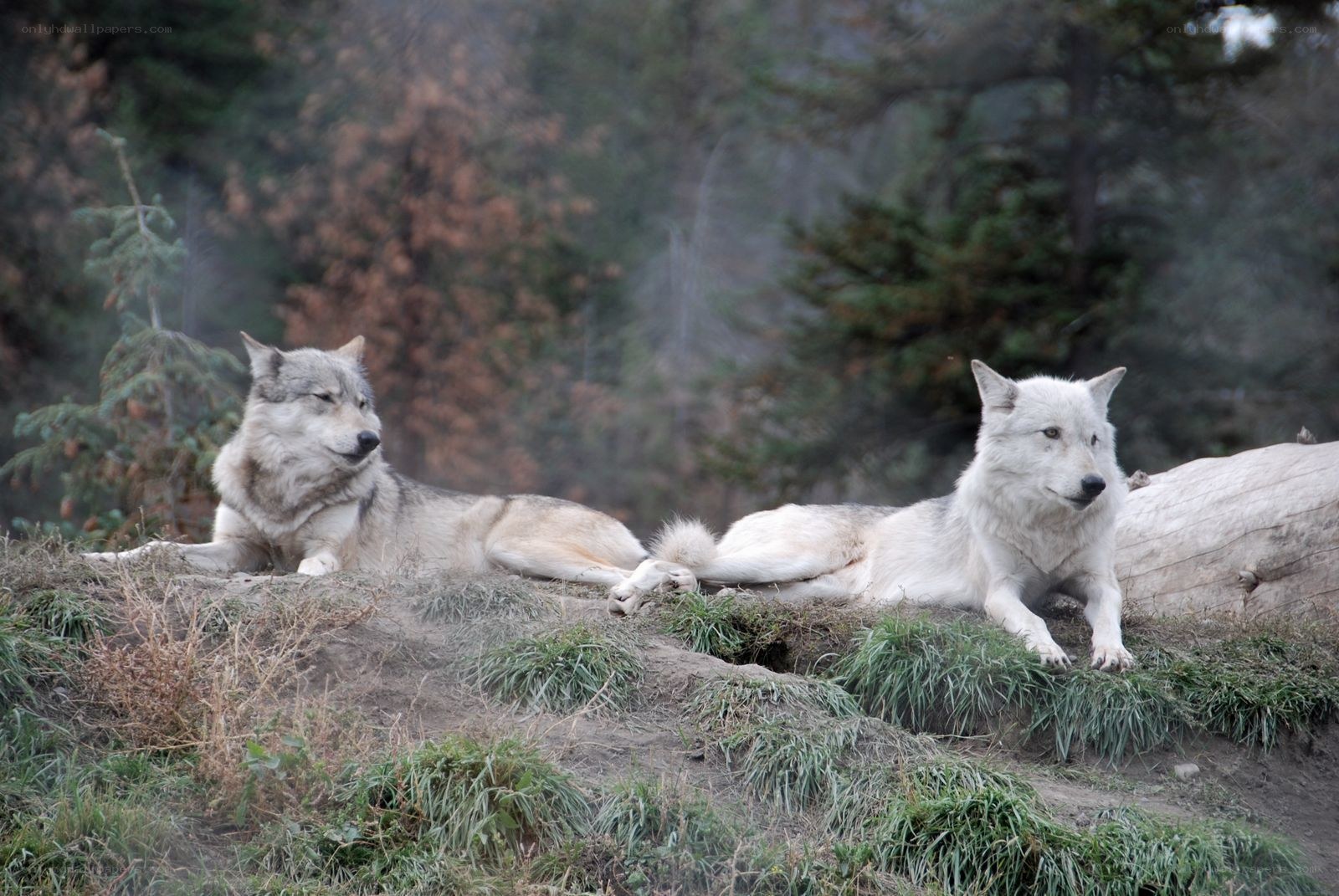 Two wolves resting in forest