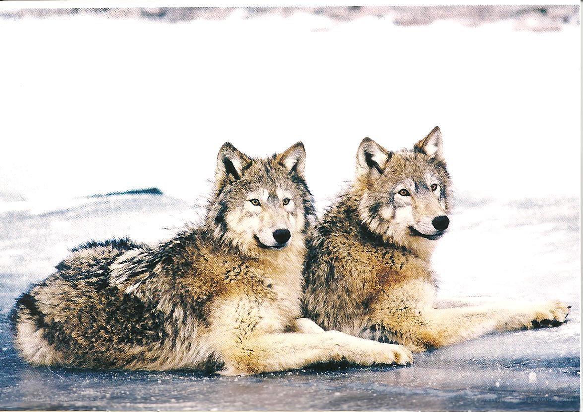 Two wolves resting on ice