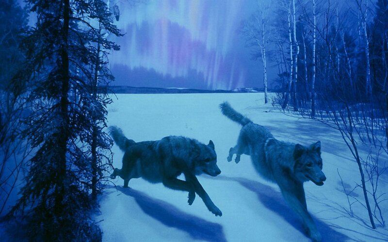 Two Wolves Running — Blue, Cold, Night, Photograph, Snow