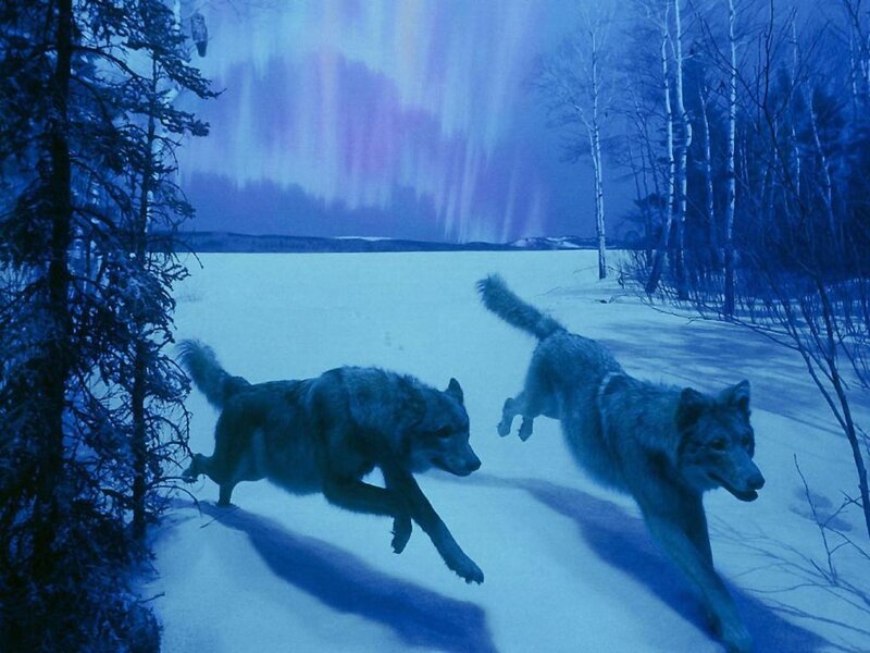 Two Wolves Running — Blue, Cold, Night