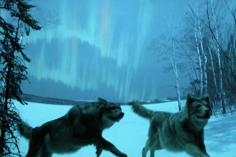 Two Wolves Running — Blue, Dramatic, Night, Photograph
