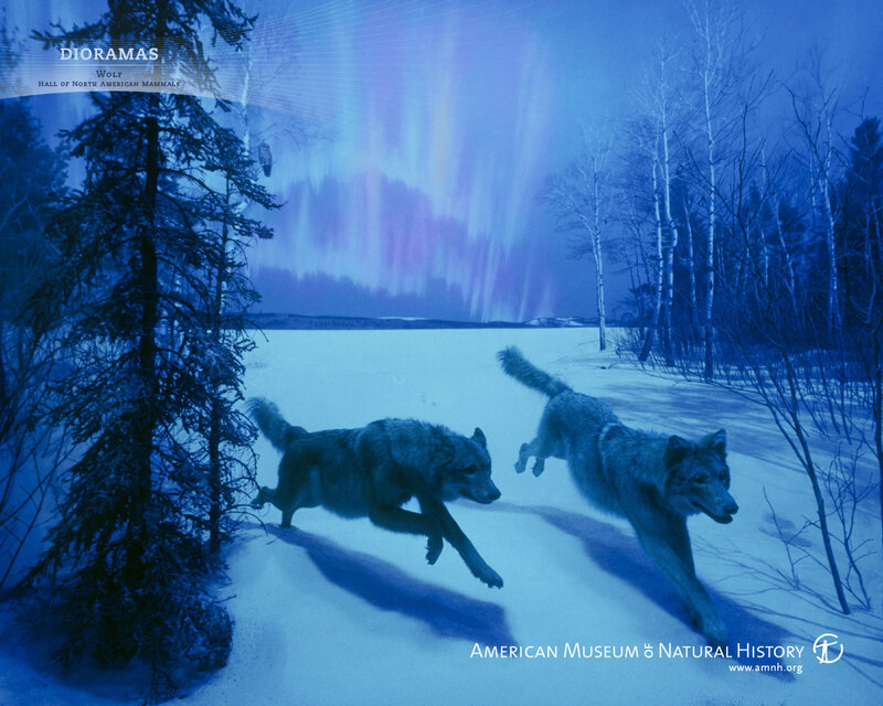 Two Wolves Running — Blue, Dramatic, Night