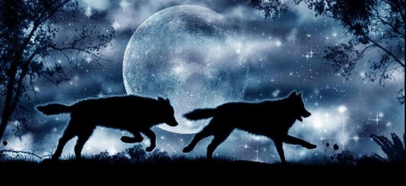 Two Wolves Running — Blue, Dramatic