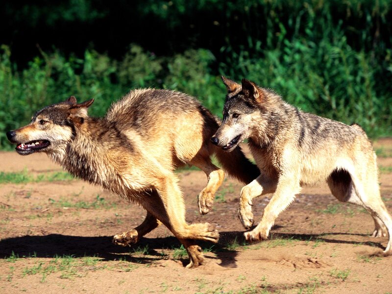 Two Wolves Running — Brown, Active