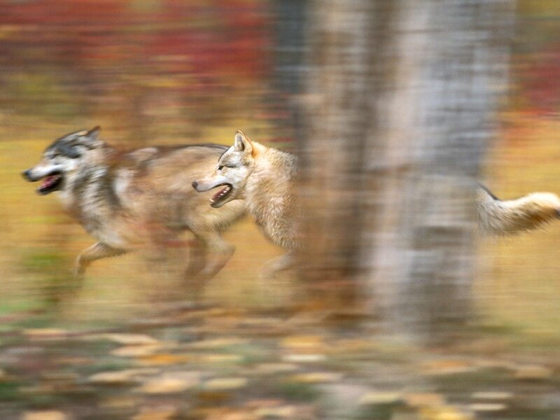 Two Wolves Running — Brown, Dynamic, Autumn
