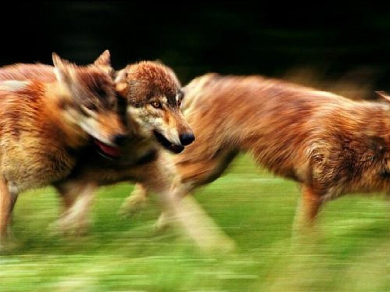 Two Wolves Running — Brown