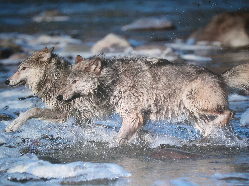 Two Wolves Running — Gray, Dynamic