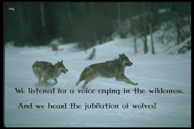 Two Wolves Running — Gray