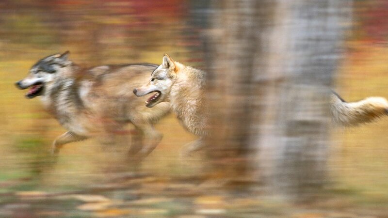 Two wolves running in forest