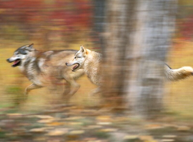 Two Wolves Running