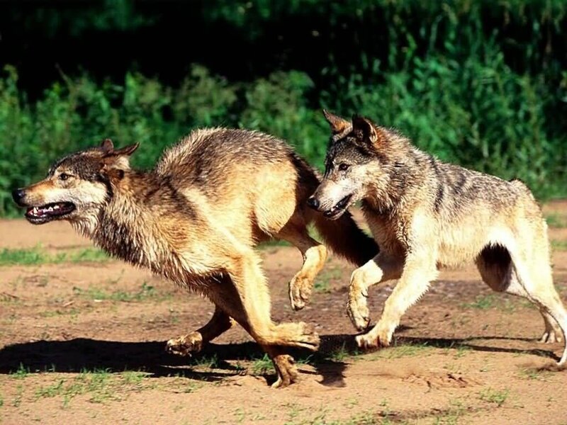 two wolves running together