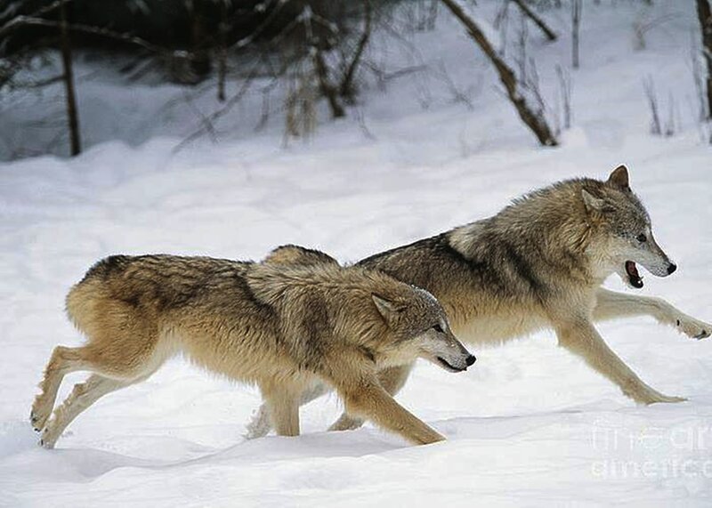 Two Wolves Running — White, Active