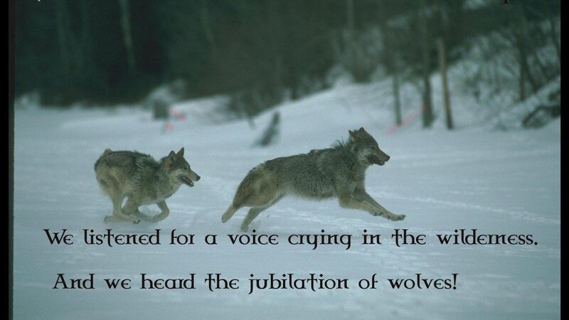 Two Wolves Running — White, Dramatic