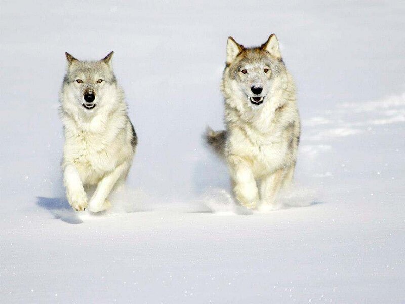 Two Wolves Running — White, Dynamic