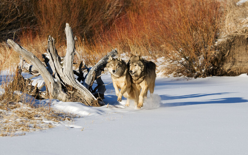 Two Wolves Running — White, Dynamic, Winter, Photograph