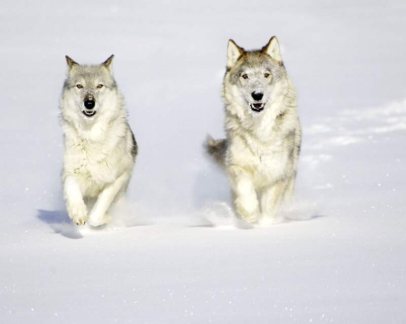 Two Wolves Running — White