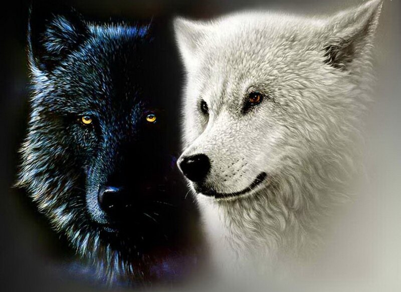 Two Wolves Side by Side — Black