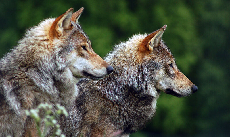 Two Wolves Side by Side — Gray