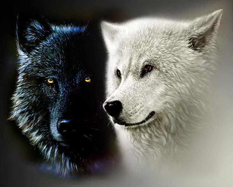 Two Wolves Side by Side