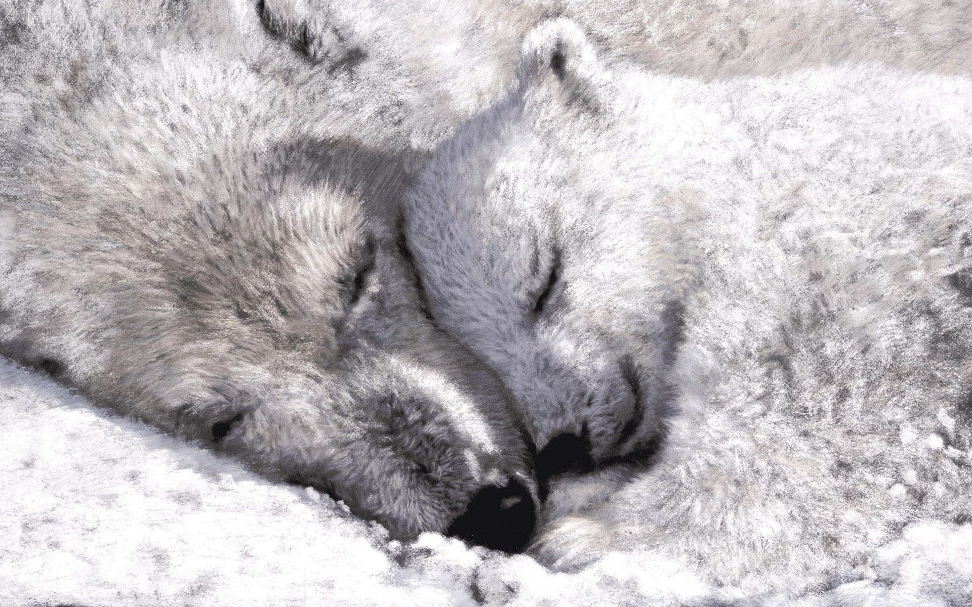 two wolves sleeping in snow
