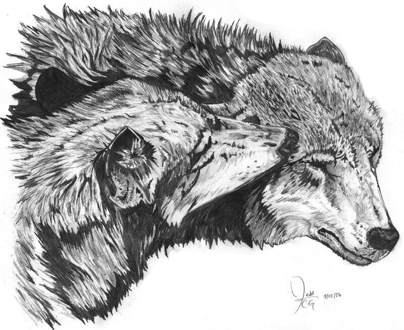 Two Wolves Sleeping