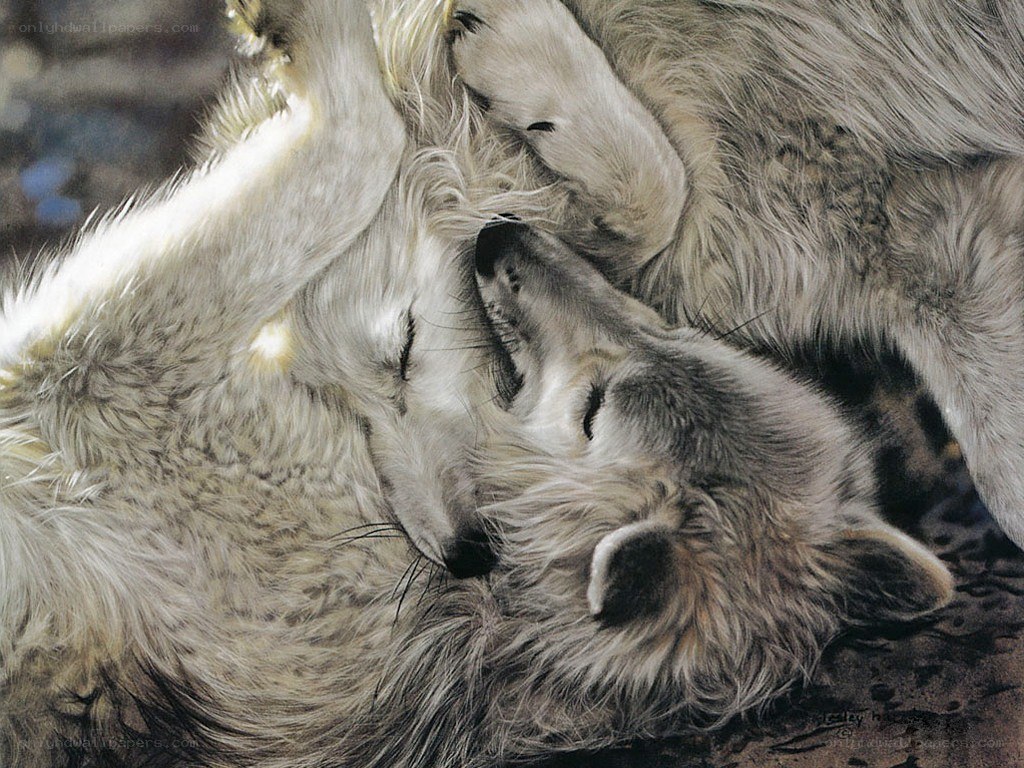 Two wolves sleeping together