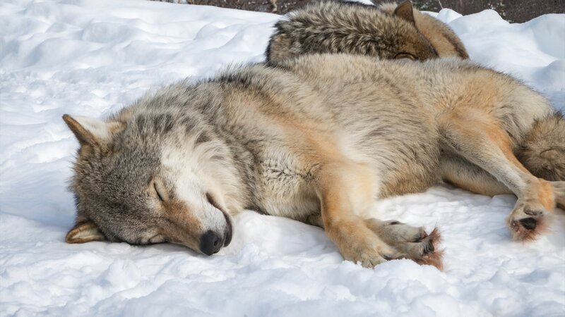 Two Wolves Sleeping — White