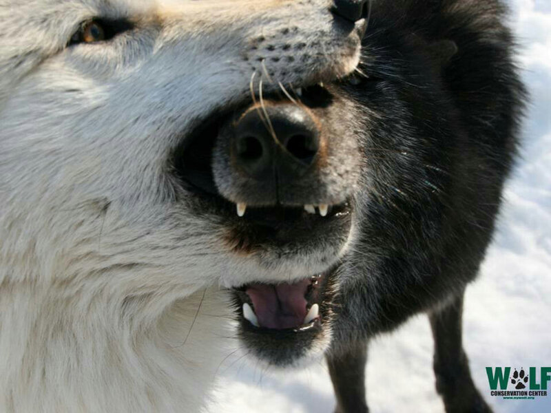 Two Wolves Snarling — White, Aggressive