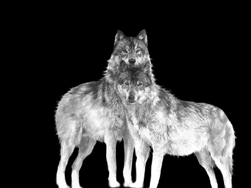 Two Wolves Standing — Black, Neutral