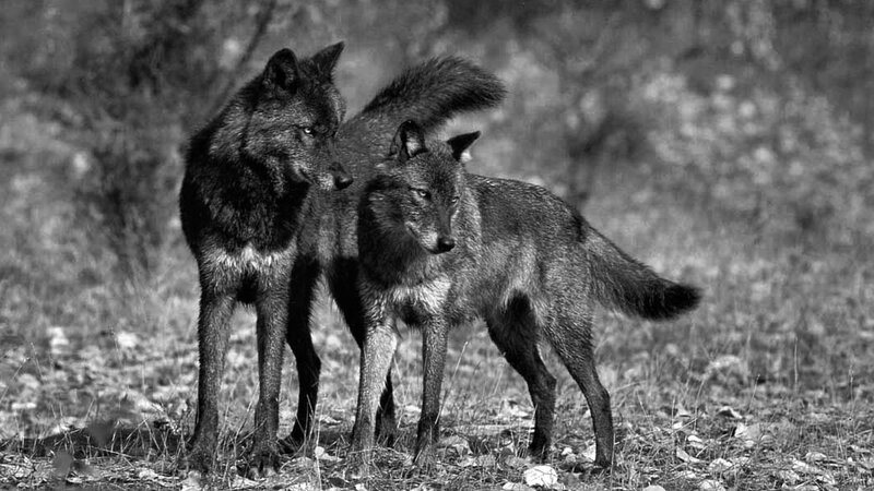 Two Wolves Standing — Black