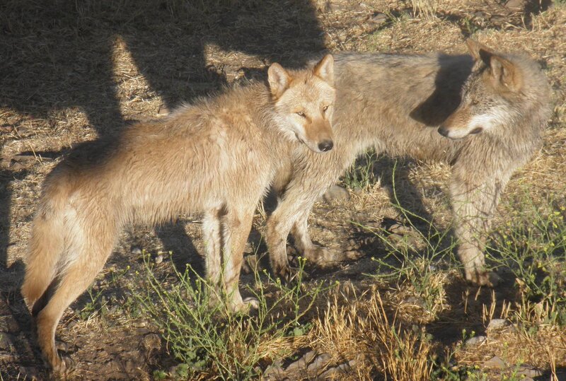 Two Wolves Standing — Brown, Natural