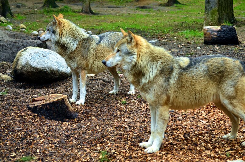 Two Wolves Standing — Brown