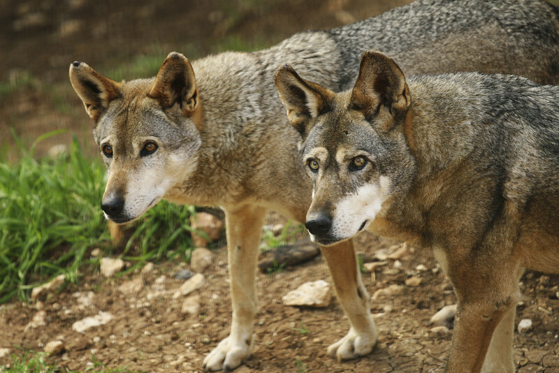 Two Wolves Standing — Gray, Alert