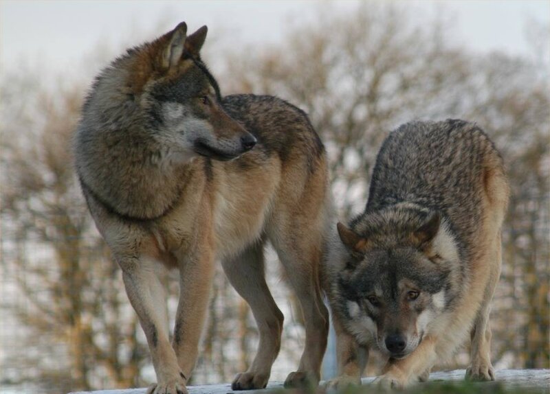Two Wolves Standing — Gray