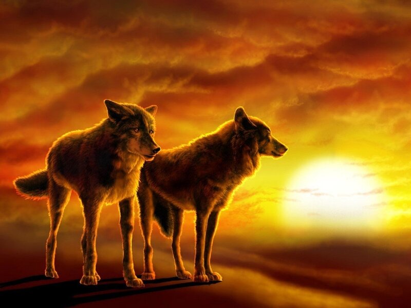 Two Wolves Standing