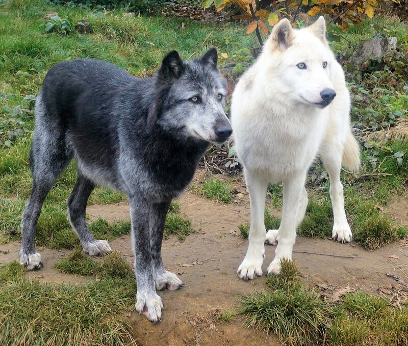 Two Wolves Standing — White