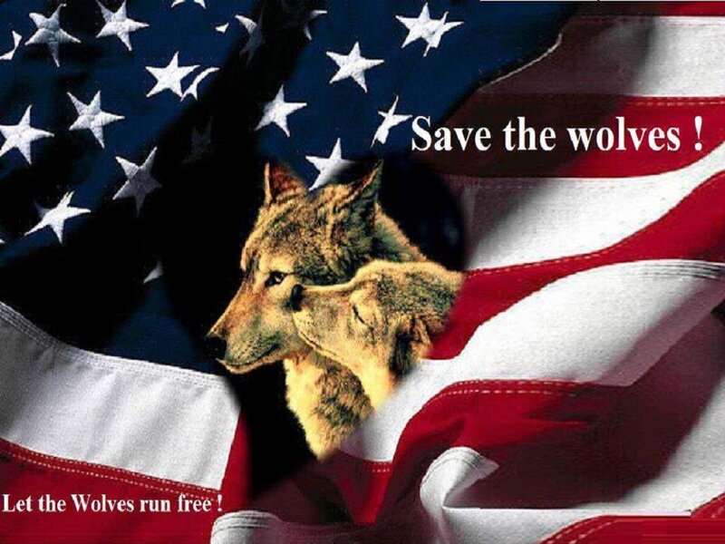 Two Wolves