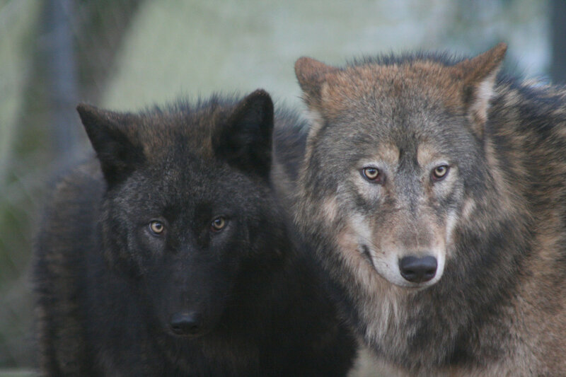 Two Wolves Together — Gray, Alert, Photograph