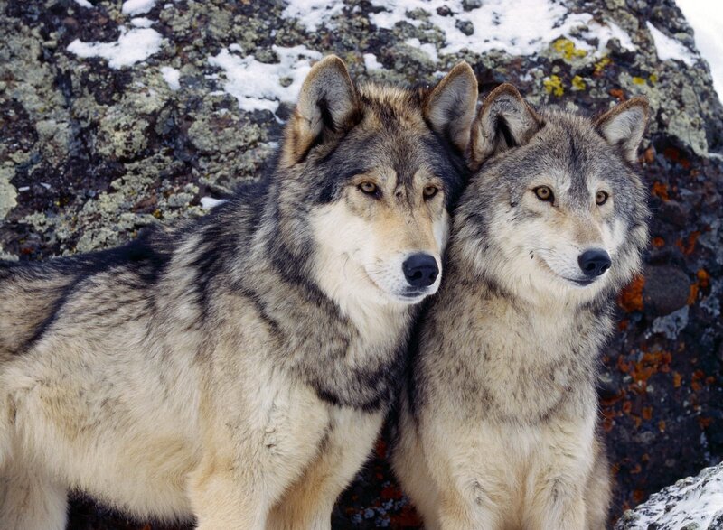 Two Wolves Together — Gray