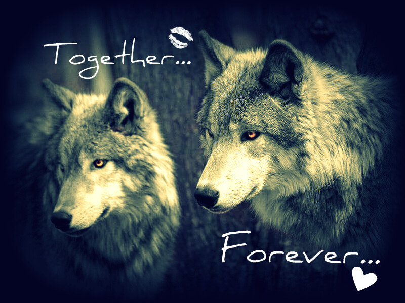 Two Wolves Together